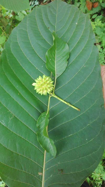 Wholesale Kratom leaf